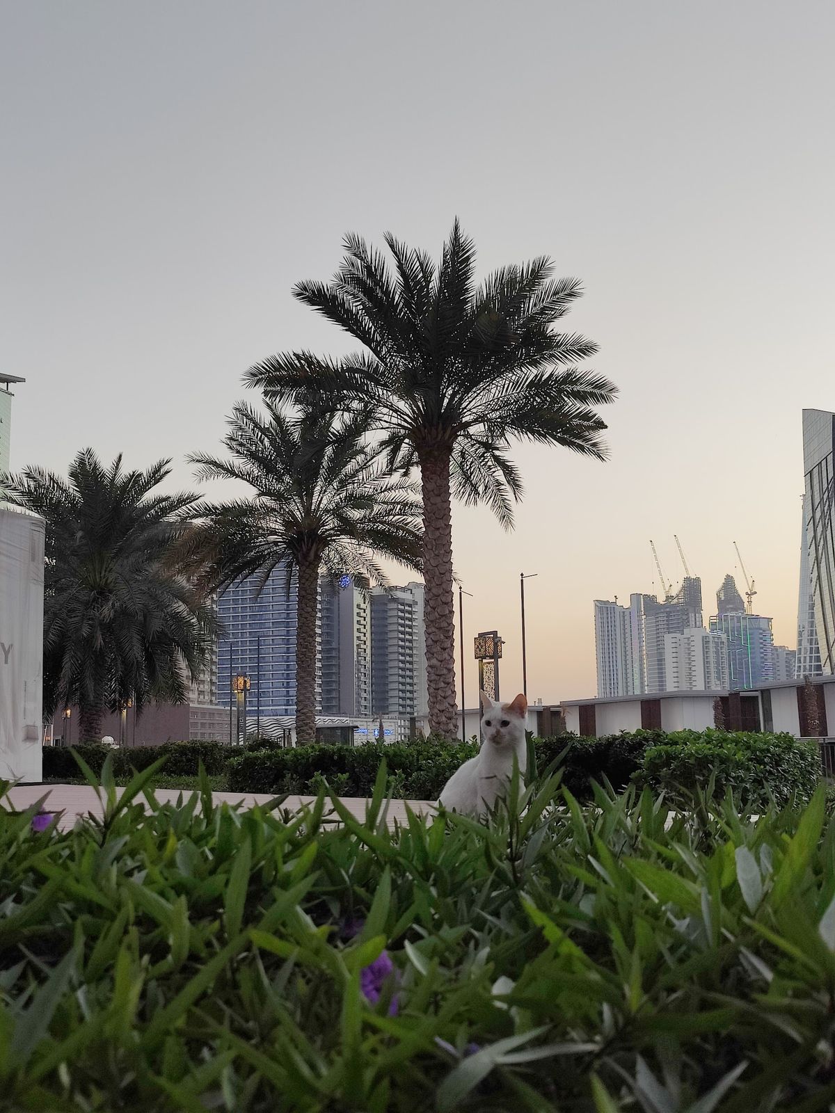 Business Bay Dubai — representative image for Best Indian Restaurants in Dubai 2026