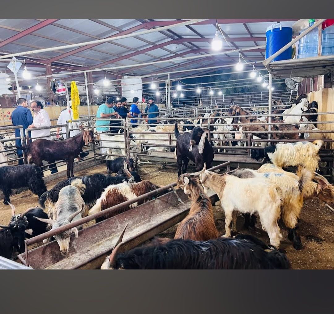 Dubai Cattle Market Muhammad Junaid